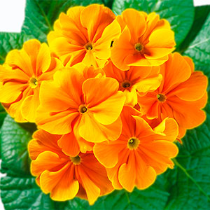 Примула "Hethor Goldorange"