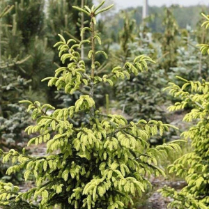 Ель восточная "Aureospicata"