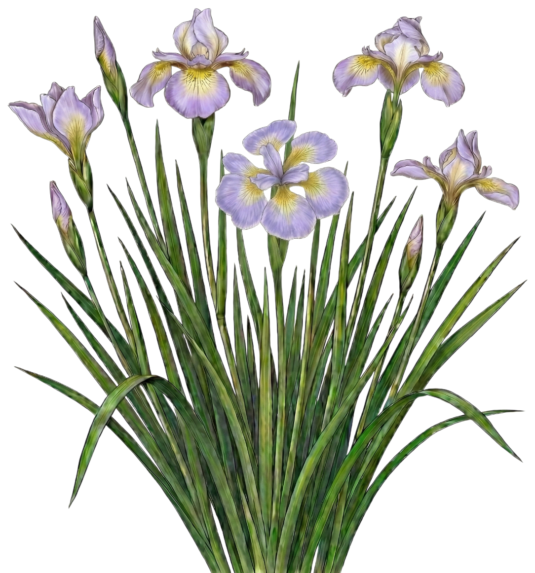 Ирис сибирский 