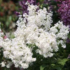 Сирень престона "Agnes Smith"