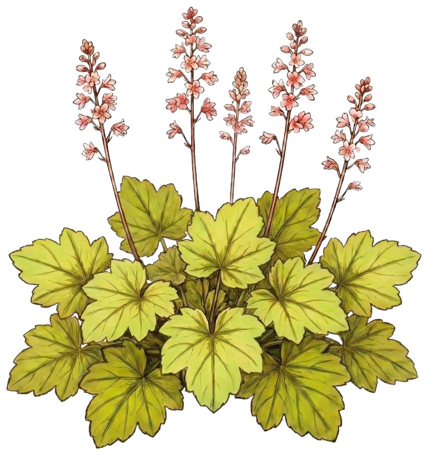 Гейхера 