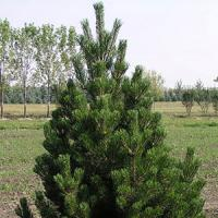 Сосна крючковатая (унцината)