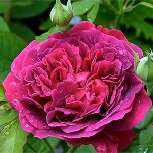 Роза "William Shakespeare"