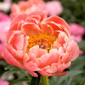 Пион молочноцветковый "Coral Charm"