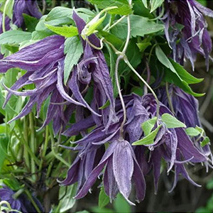 Клематис "Violet Surprise"
