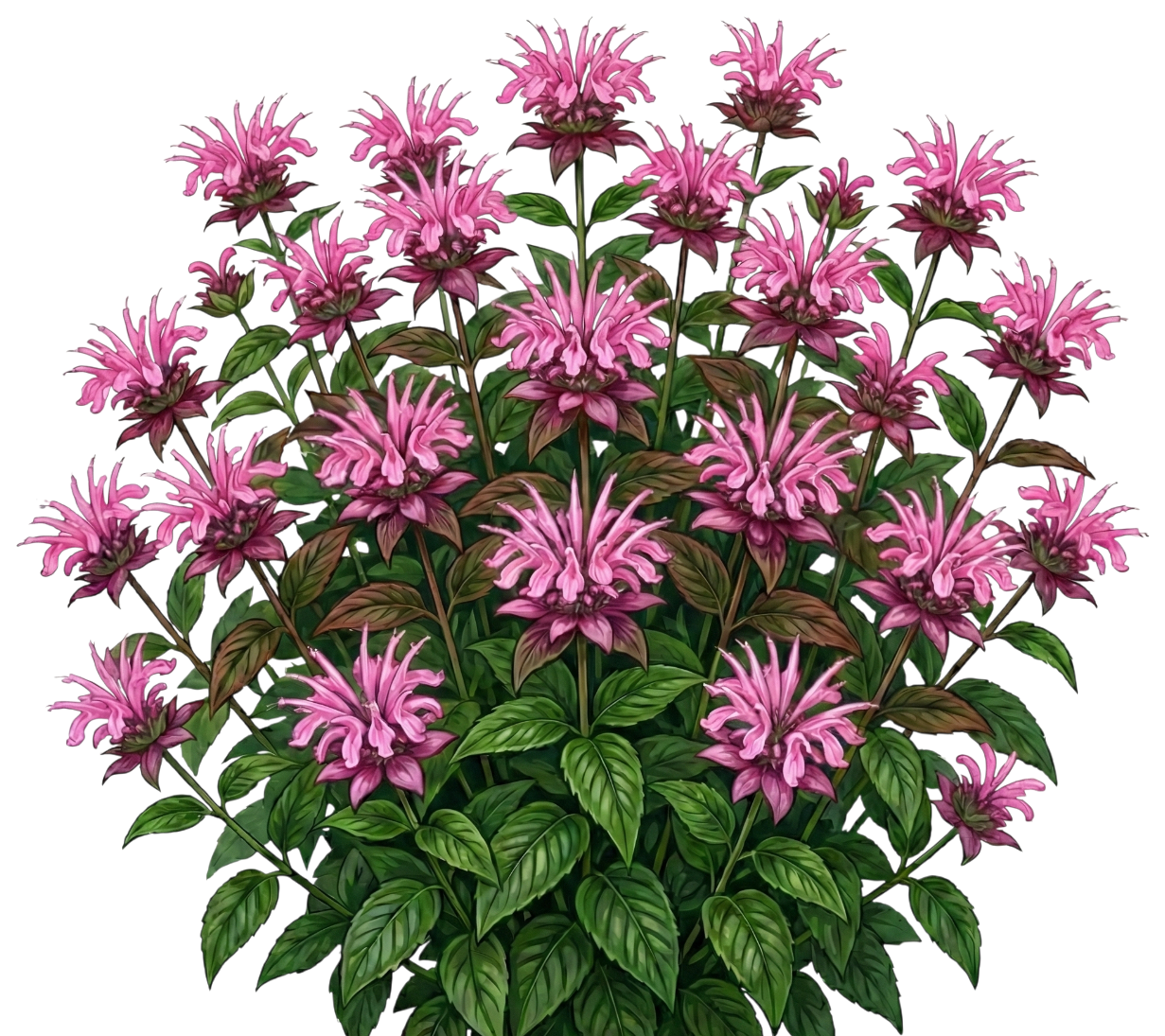 Монарда 