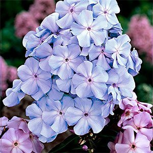 Флокс метельчатый "Lilac Time"