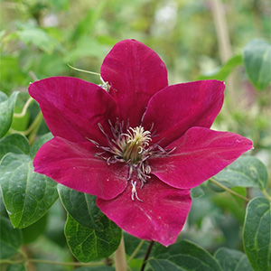 Клематис "Zosia"