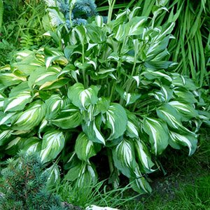 Хоста "Woop Woop"