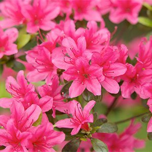 Рододендрон японский "Geisha Rosa"