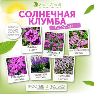 Солнечная клумба (в пурпурных цветах)