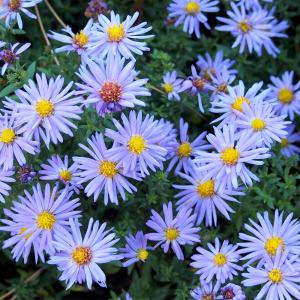 Астра кустарниковая "Lady in Blue"