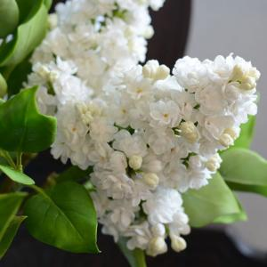 Сирень "Память о Колесникове"
