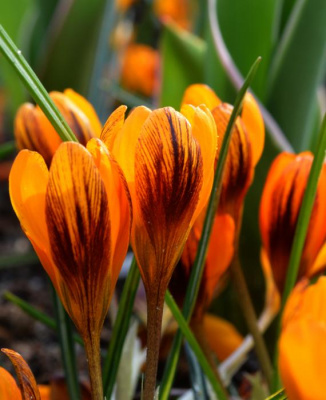 Крокус "Orange Monarch"