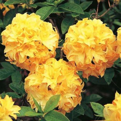 Азалия японская "Yellow Pom Pom"