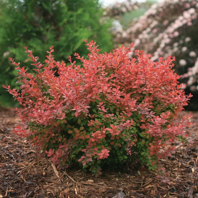 Барбарис Тунберга "Coral"