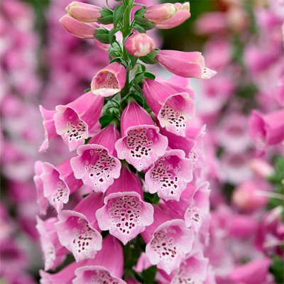 Наперстянка пурпурная "Dalmatian Rose"