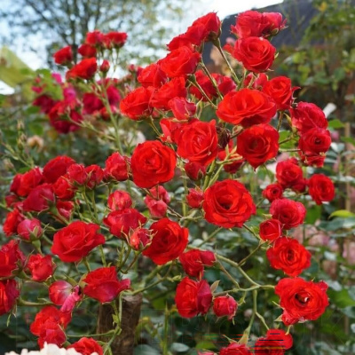 Роза "Scarlet Meillandecor"