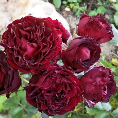 Роза "Black Jack"