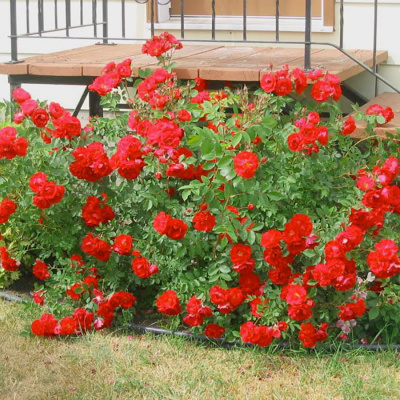 Роза "Adelaide Hoodless"