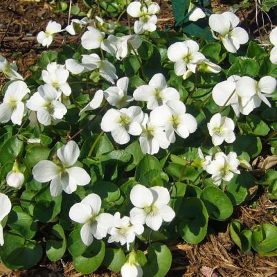 Виола (фиалка) сестринская "Albiflora"