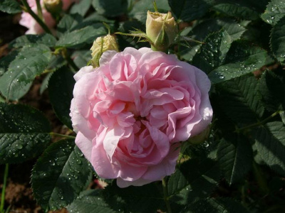 Шиповник (роза) сортовой "Great Maiden's Blush"