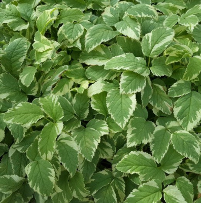 Сныть пестролистная "Variegata"