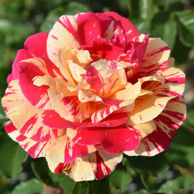 Роза "Vanille Fraise"