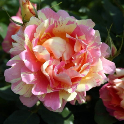 Роза "Rose des Cisterciens"