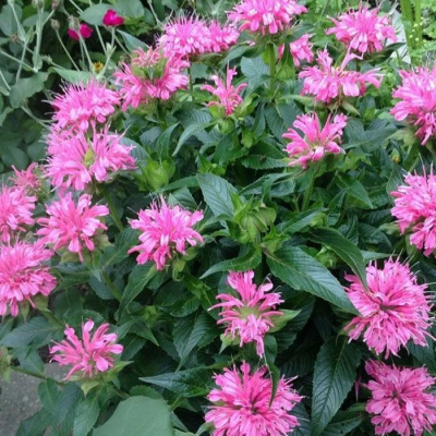 Монарда "Melua Pink"