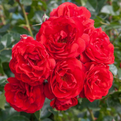 Роза "Scarlet Meillandecor"