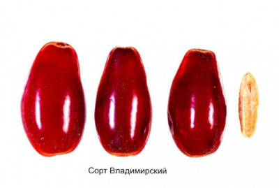 Кизил "Владимирский"