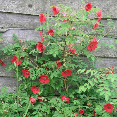 Роза "Geranium"