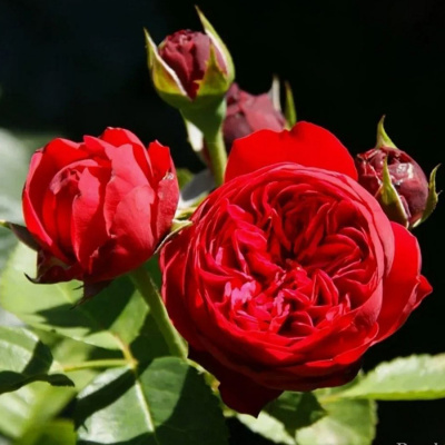 Роза "Red Piano"