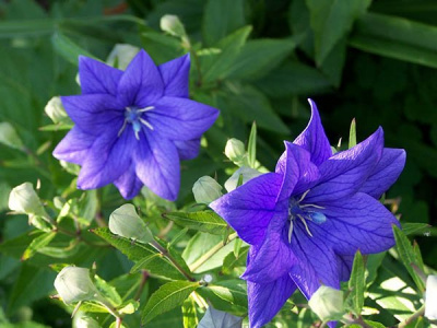 Платикодон (Ширококолокольчик) крупноцветковый "Codo Double Blue"