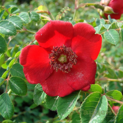 Роза "Geranium"