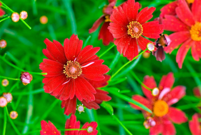 Кореопсис мутовчатый "Ruby Red"