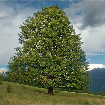 Липа амурская
