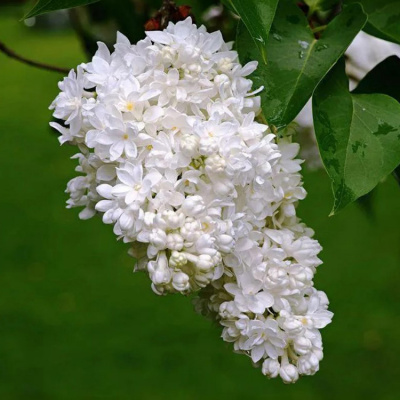 Сирень "Mme Lemoine"