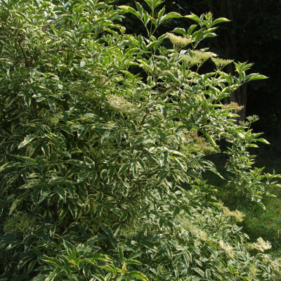 Бузина черная "Variegata"