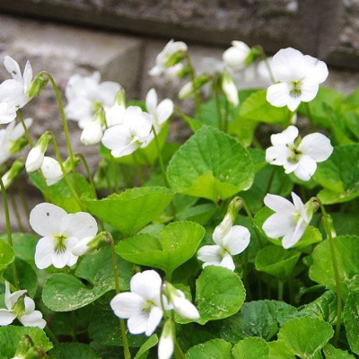 Виола (фиалка) сестринская "Albiflora"