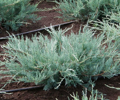 Можжевельник виргинский "Grey Owl"