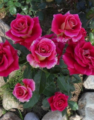 Роза "Cherry Folies"