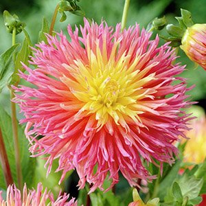 Георгина "Fringed Star"