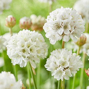 Армерия красивая "Ballerina White"