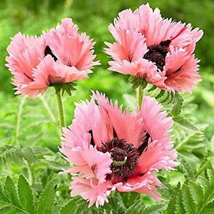 Мак "Pink Ruffles"