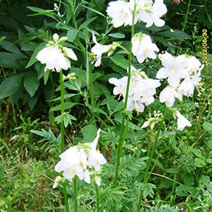 Синюха голубая "White"