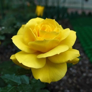 Роза "Friesia"