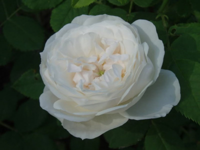 Шиповник (роза) сортовой "Madame Plantier"