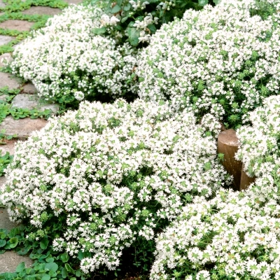 Тимьян ранний "Albiflorus"